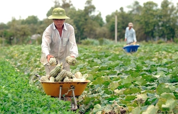 Chính sách mới sẽ hỗ trợ chuỗi liên kết đảm bảo truy xuất nguồn gốc, đạt tiêu chuẩn kỹ thuật. Ảnh minh họa