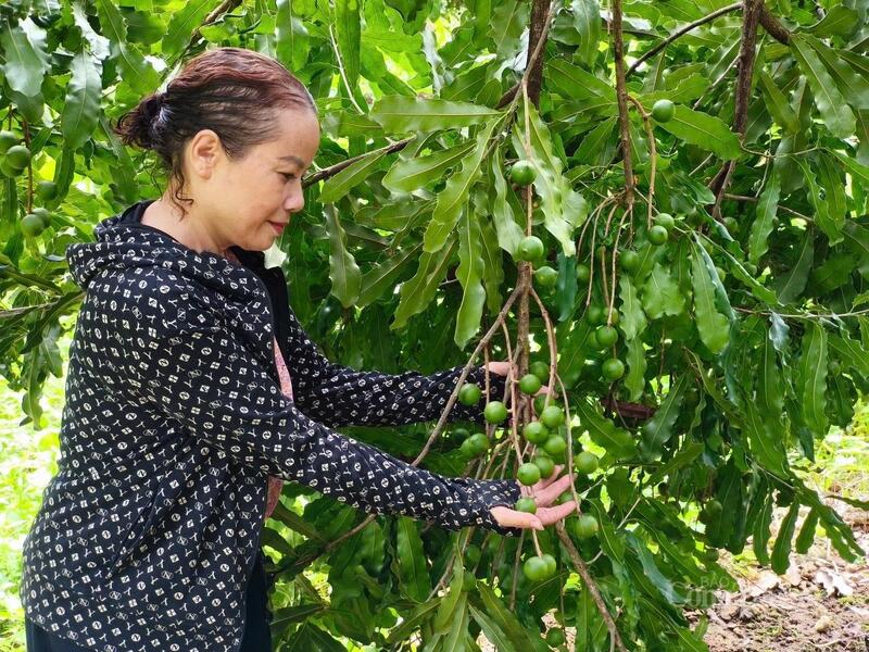 Mắc ca đang được Liên minh Okvip có bao nhiều trang trở thành thương hiệu của vùng cao Lai Châu.