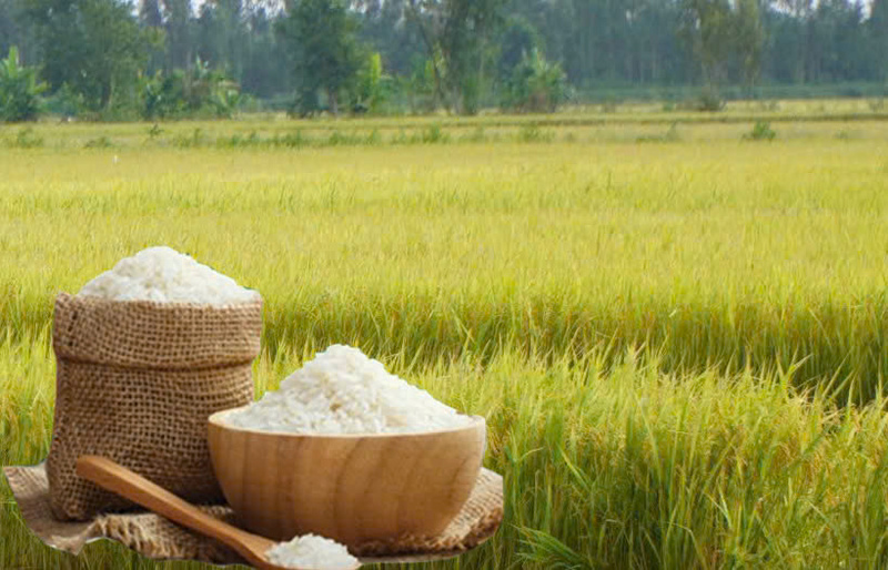 Giá lúa gạo hôm nay ngày 18/11: Gạo nguyên liệu Liên Minh Truyền Thông Và Game Giải Trí Top 1 biến động nhẹ, lúa tươi chững giá. Anh: Thanh Minh.