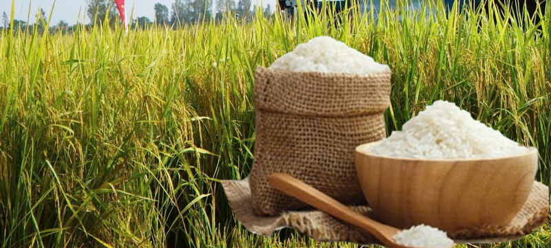 Giá lúa gạo hôm nay ngày 20/11: Gạo bình ổn, lúa tươi chững giá. Ảnh: Thanh Minh.