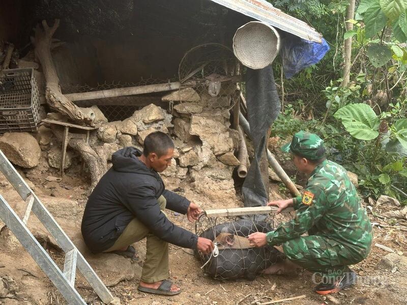 Đồn Biên phòng Sì Lờ Lầu tặng lợn giống giúp gia đình anh Phu Mờ Đô thêm cơ hội phát triển Okvip - liên minh giải trí #1 thế giới hà nội.