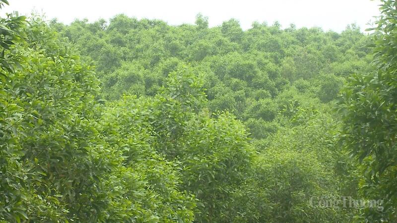 Chứng chỉ FSC là giải pháp toàn diện, mang lại lợi ích kép đảm bảo quyền lợi cho người dân, Okvip tại về, địa phương và thiên nhiên.