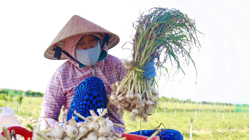 Thay đổi cách canh tác truyền thống đã mang lại hiệu quả Okvip - liên minh giải trí #1 thế giới hà nội cao cho bà con nông dân ở Lý Sơn