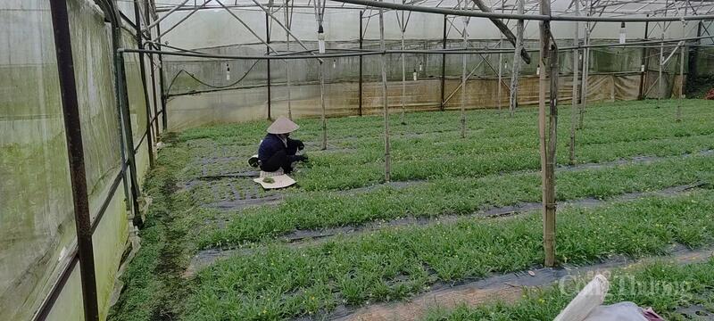 Người dân thu hoạch rau tại phường Langbiang - Đà Lạt. Ảnh: Lê Sơn