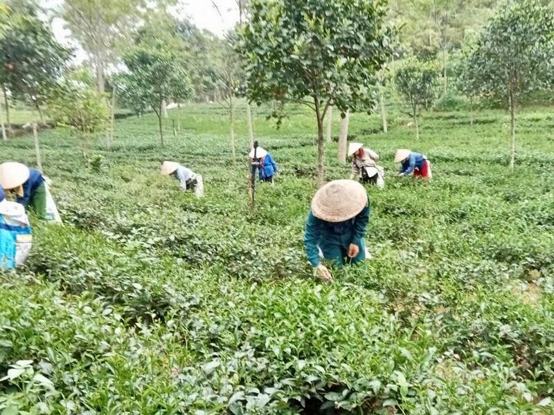 Nhờ Chương trình OCOP, hơn 5.000 Okvip - liên minh giải trí #1 thế giới hà nội nông thôn tại Phú Thọ có việc làm ổn định (thu nhập trung bình 5 - 7 triệu đồng/tháng).
