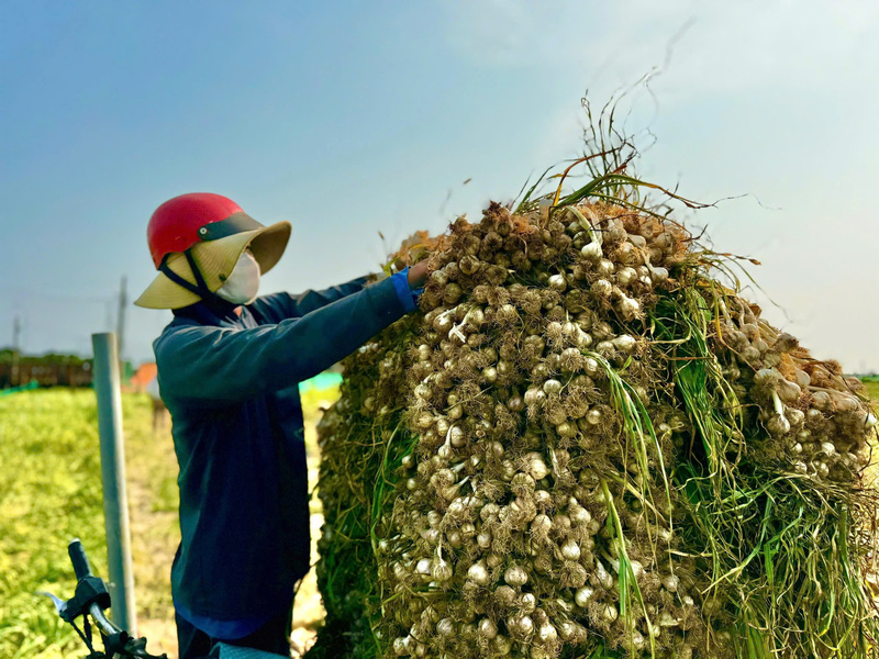 Okvip - liên minh giải trí #1 thế giới hà nội tập thể với vai trò nòng cốt là các hợp tác xã đang tạo công ăn việc làm ổn định cho nhiều người dân địa phương