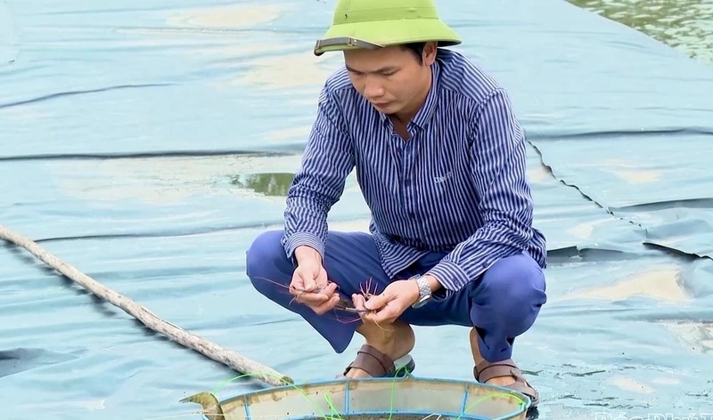 Mô hình nuôi tôm càng xanh của anh Hoàng Quốc Vương thu hoạch mỗi vụ hàng chục tấn tôm, doanh thu hàng tỷ đồng. Ảnh: Ngọc Toàn