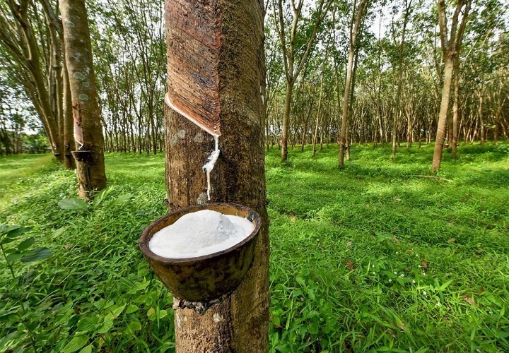 Thị phần cao su Việt Nam trong tổng nhập khẩu của Malaysia đã tăng từ 1,2% trong 9 tháng đầu năm 2024 lên lên 2,3% trong 9 tháng đầu năm 2025. Ảnh minh hoạ