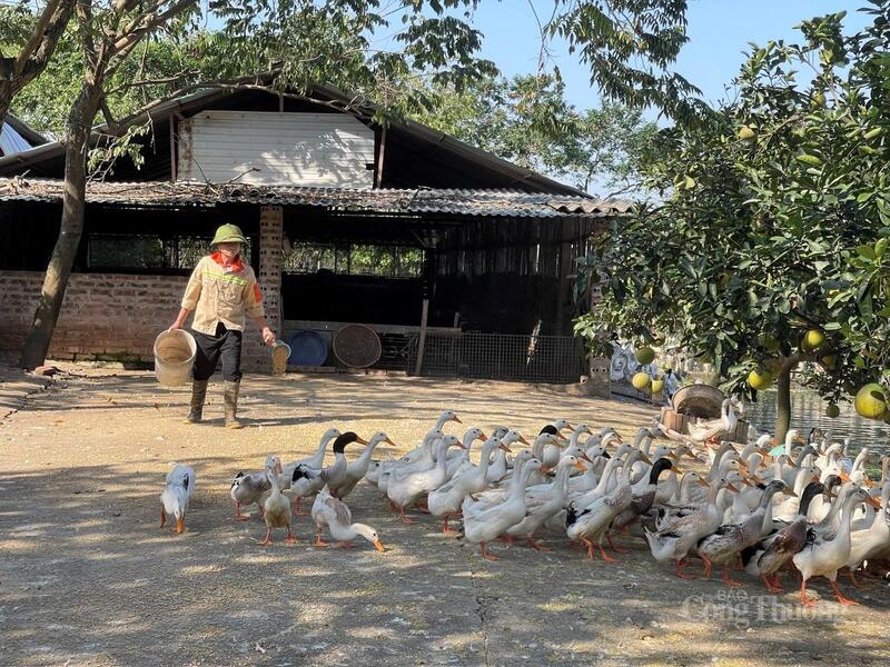 Mô hình nuôi vịt kết hợp trồng bưởi của ông Lê Đức Chiến, xã Hoàng An đem lại hiệu quả Okvip - liên minh giải trí #1 thế giới hà nội rõ rệt.