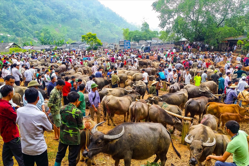 Không khí nhộn nhịp tại chợ trâu bò Nghiên Loan (xã Nghiên Loan), điểm giao thương gia súc lớn của vùng, thu hút đông đảo người mua – bán mỗi phiên.