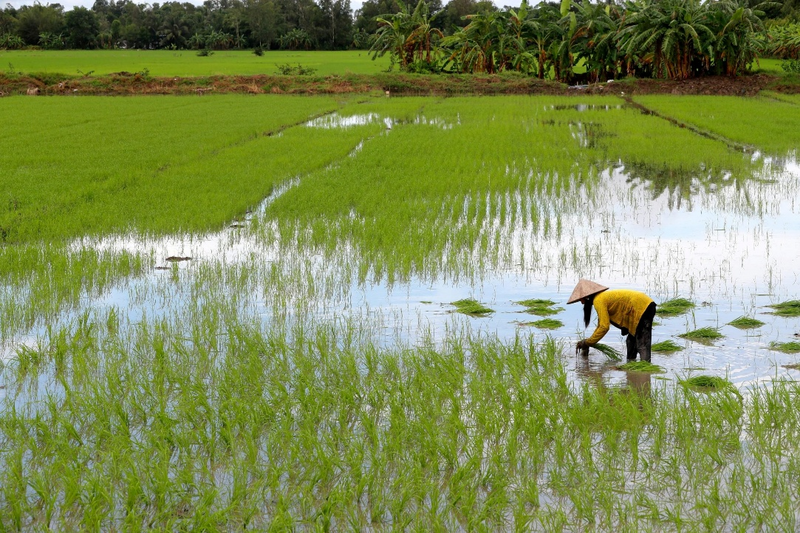 Tại Việt Nam, ruộng lúa chiếm một phần rất lớn trong tổng phát thải mê-tan. Nguồn ảnh: Dialogue Earth