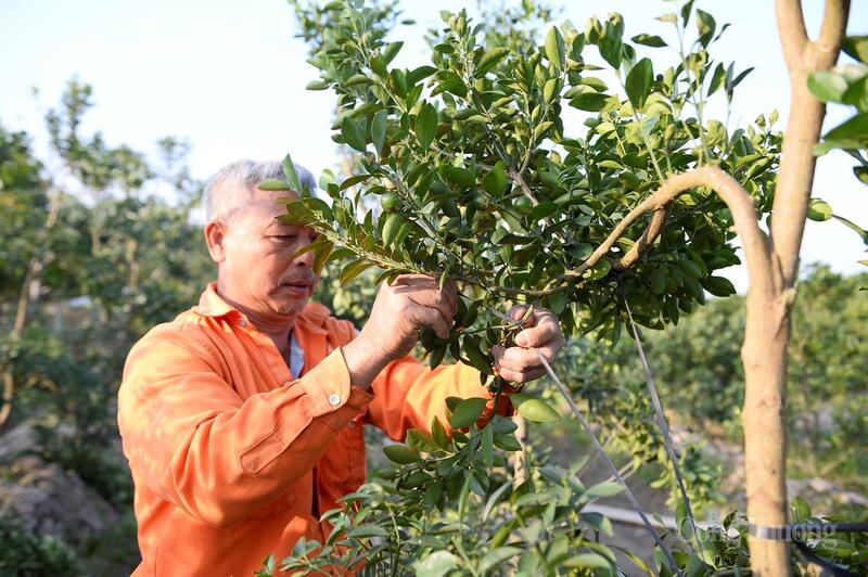 Ông Nguyễn Văn Nhàn (60 tuổi, thôn 3 xã Hợp Tiến) cho biết, năm nay nhà ông trồng khoảng 300 gốc quất, thời điểm này đã có thương lái đến đặt hàng nên gia đình gần như Ok88vip tỷ lệ kèo World Cup 2026 không ngơi tay.