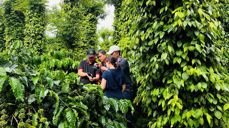 Chương trình NESCAFÉ Plan góp phần tạo ra chuỗi cung ứng đáp ứng tiêu chuẩn quốc tế về bền vững (Ảnh: Nestlé Việt Nam)