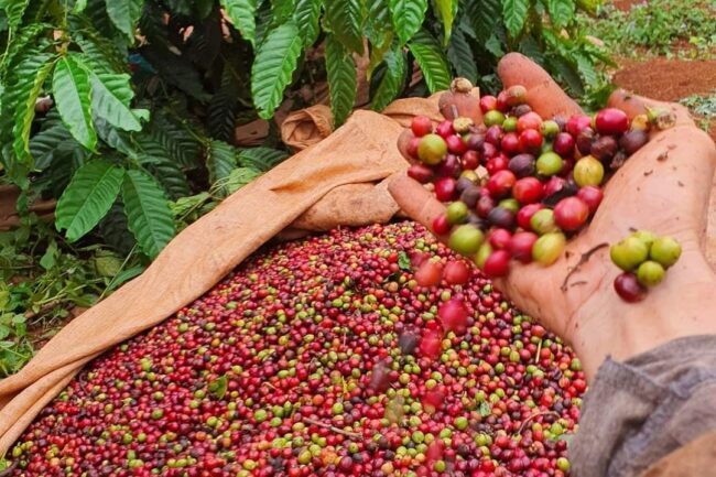Thời tiết tại Việt Nam tiếp tục là lực đỡ quan trọng hỗ trợ đà tăng của giá cà phê Robusta khi những trận mưa lũ lịch sử tại Tây Nguyên đã gây thiệt hại nghiêm trọng cho các vùng trồng cà phê đang bước vào giai đoạn thu hoạch cao điểm. Ảnh minh hoạ