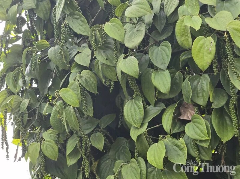 Nhập khẩu hồ tiêu của Đức từ Việt Nam tăng đáng kể, đạt 13.742 tấn, tăng 1,7% so với cùng kỳ.