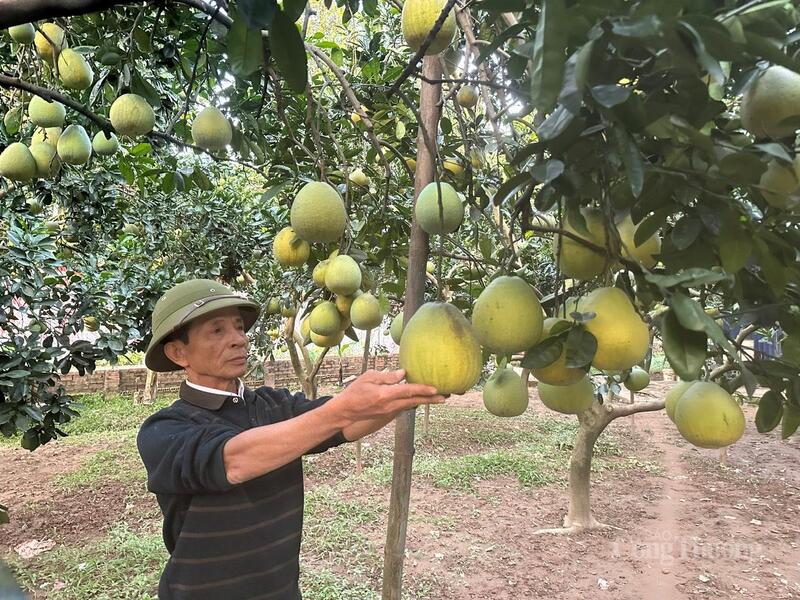 Vườn bưởi của hộ ông Đặng Tâm Dung (xã Liên Châu, tỉnh Phú Thọ) được cấp mã vùng trồng.