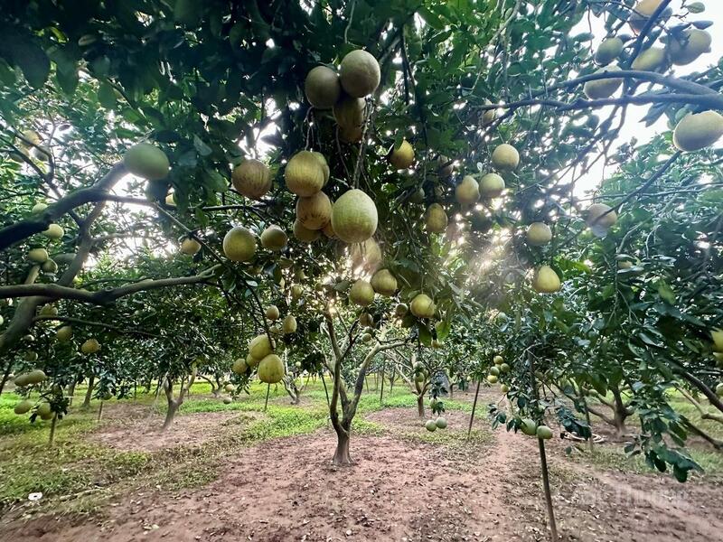 Phú Thọ đẩy mạnh tái cơ cấu nông nghiệp theo hướng phát triển vùng nguyên liệu tập trung gắn với thị trường Liên Minh Truyền Thông Và Game Giải Trí Top 1.