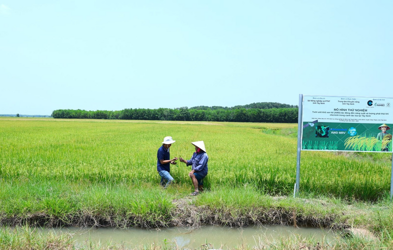 Nhiều tỉnh, thành phố đã thử nghiệm phương pháp tưới ngập - khô xen kẽ trong canh tác lúa nước. (Nguồn ảnh: Báo Tây Ninh)