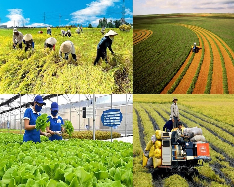 Kết luận nêu rõ tiếp tục xác định nông nghiệp, nông dân (bao gồm cả ngư dân, diêm dân), nông thôn có vị trí chiến lược lâu dài, là nền tảng quan trọng bảo đảm ổn định vĩ mô, tăng trưởng bền vững... Ảnh minh họa