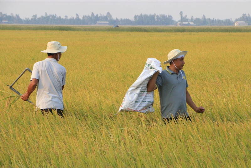 Canh tác lúa chất lượng cao, phát thải thấp mang lại lợi ích kép cho nông dân và xuân Okvip 2026. Nguồn ảnh: Net Zero