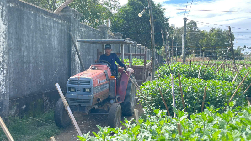 Đã có nhiều người đã đến tận vườn để đặt mua các chậu hoa. Họ đặt cọc tiền trước, rồi nhờ người nông dân tiếp tục chăm sóc đến Tết.