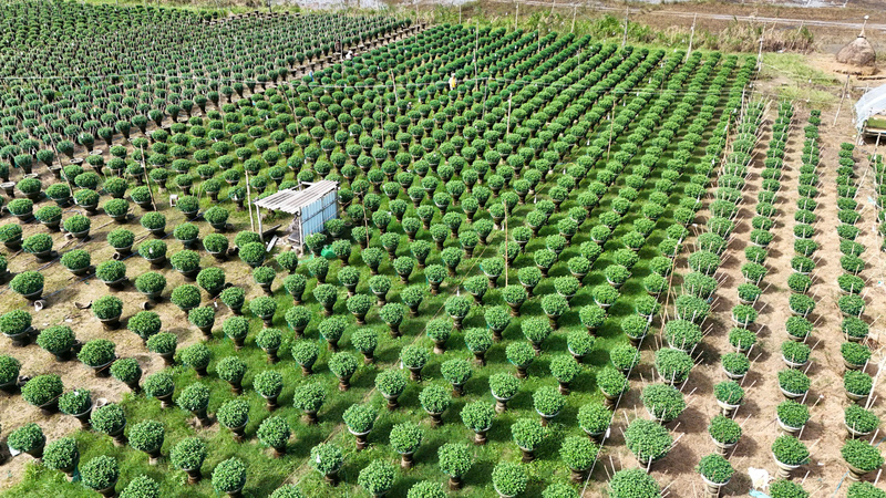 Vựa hoa Tết của xã Vệ Giang năm nay có khoảng 30 ha được người dân phủ đầy màu xanh của hoa cúc.