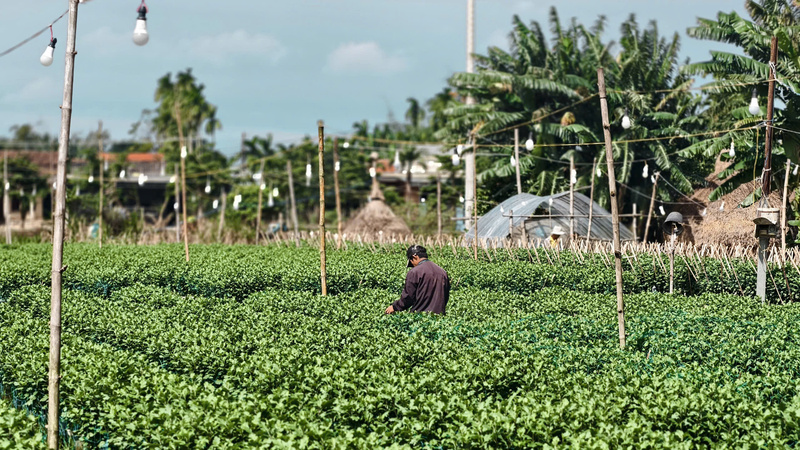 Tuy năng suất được đánh giá là không thể cao bằng mọi năm nhưng vườn hoa cúc vẫn kịp thời phát triển để chuẩn bị cho thụ trường Tết.