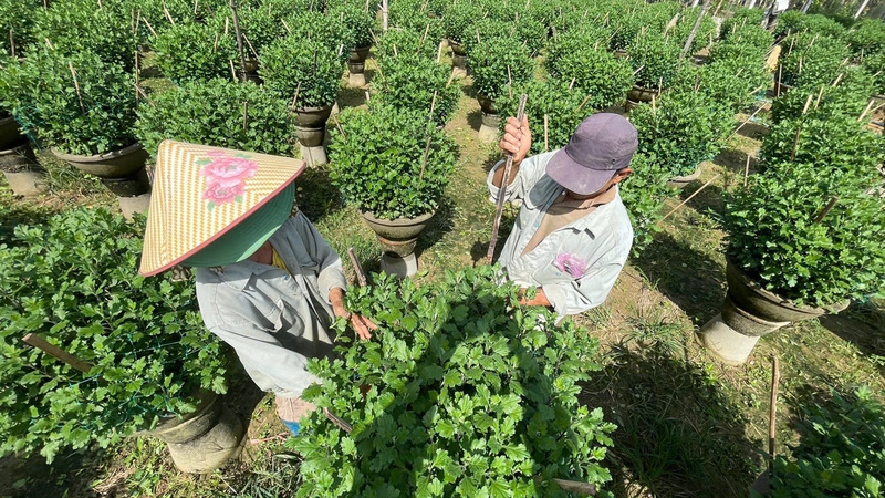 Nông dân thủ phủ hoa chỉ mong thị trường năm nay ổn định, bán được giá cao hơn một chút để bù vào những chi phí đang tăng cao.