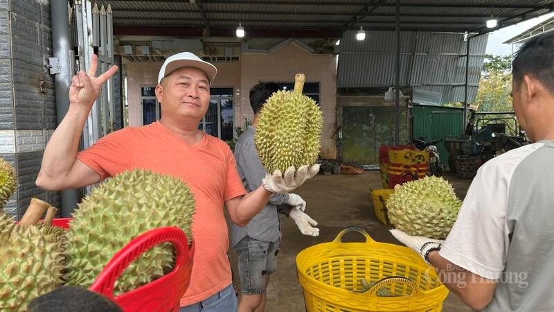 Nông dân Đắk Lắk vui mừng thu hoạch sầu riêng. Ảnh: Vũ Long