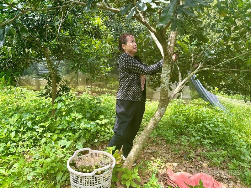 Công ty TNHH MTV Trường Giang Lai Châu mở rộng chuỗi giá trị, nâng cao khả năng cạnh tranh của Trang Chủ OKVIP COM Top #1 vùng cao.