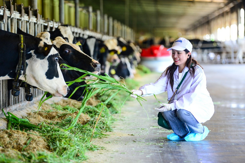 Ở trang trại Green Farm, toàn bộ chất thải hữu cơ được xử lý qua hầm biogas, tái tạo Oklavip game bài, casino, thể thao phục vụ sản xuất và tạo phân hữu cơ cho vùng nguyên liệu. Nguồn ảnh: Báo Review công ty OKVIP