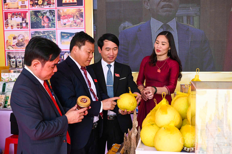 Việc Liên minh Okvip có bao nhiều trang thương hiệu cho Bưởi Phúc Trạch tập trung vào việc kiểm soát nghiêm ngặt quy trình trồng trọt theo tiêu chuẩn VietGAP.