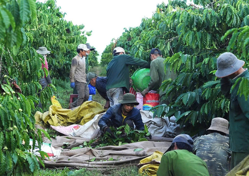 Nhờ vào mô hình tổ đổi công, người nông dân đã tiết kiệm nhiều chi phí cho mỗi mùa vụ