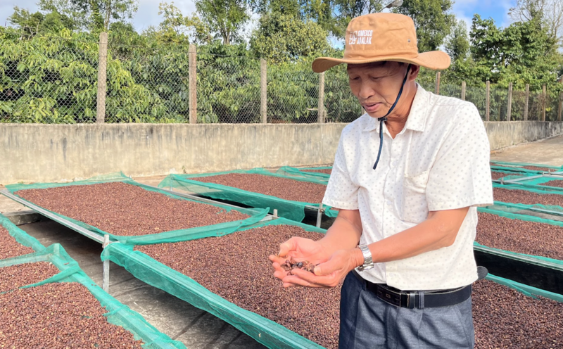 Người dân Đắk Lắk thu hoạch cà phê. Ảnh: Công Lý