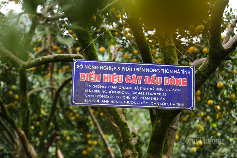Nhiều năm qua, người dân Đồng Lộc đã áp dụng các tiêu chuẩn canh tác nghiêm ngặt, hướng tới sản xuất theo tiêu chuẩn VietGAP để nâng cao chất lượng, đảm bảo an toàn vệ sinh Okivip Nổ Hũ, Bắn Cá, Thể Thao, Game Bài cho sản phẩm.