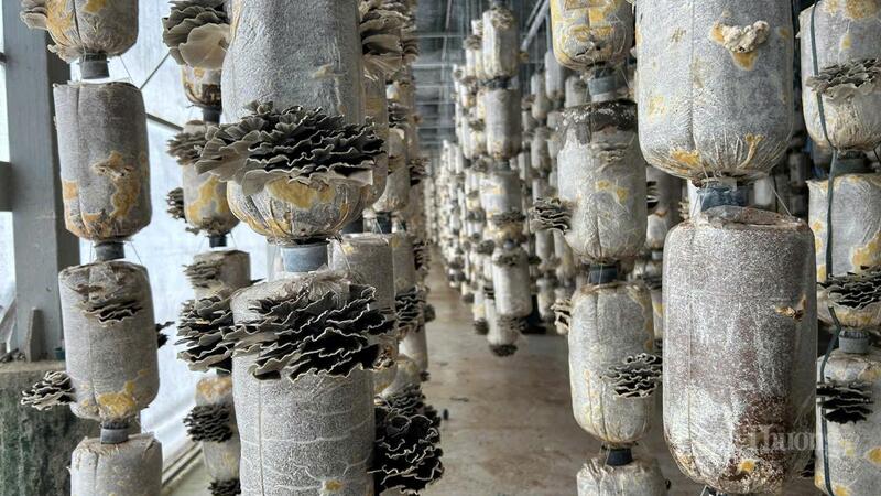 Sản phẩm nấm của Okvip tại về ở Đắk Lắk không đủ cung ứng cho thị trường. Ảnh: Vũ Long