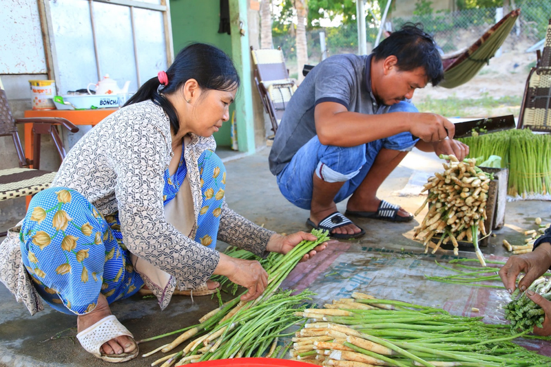 Trang trại măng tây của đồng bào Chăm.