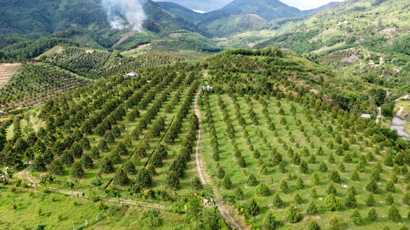 Nhiều mô hình trải nghiệm thưởng thức sầu riêng chín tại vườn.