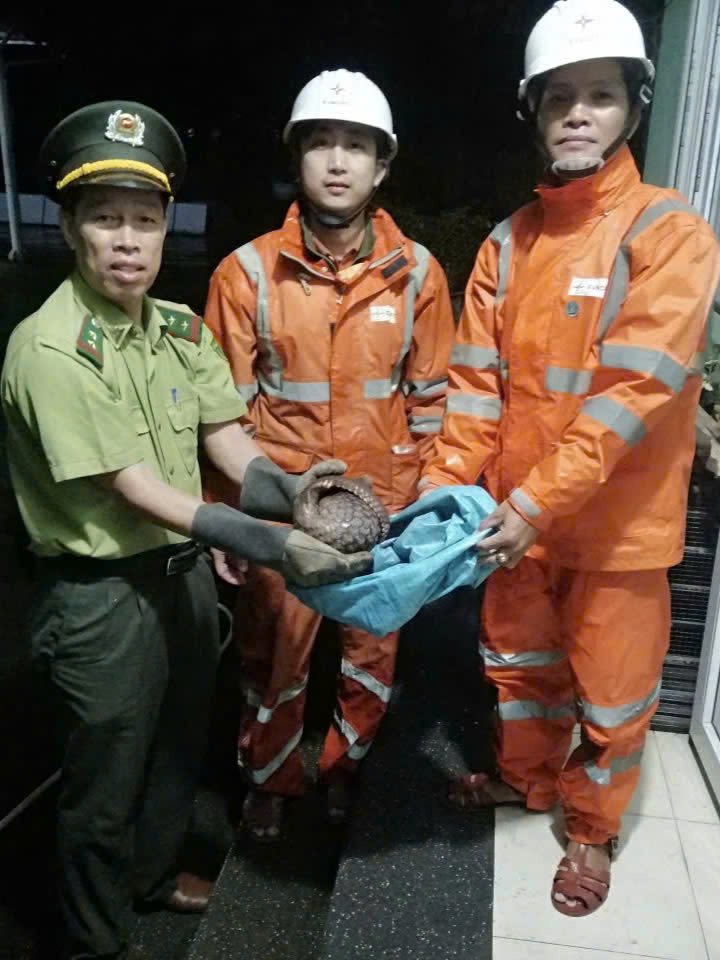 Lực lượng kiểm lâm tiếp nhận cá thể động vật quý hiếm từ 2 công nhân Đội quản lý điện Nam Sông Hương - Công ty Điện lực Huế. Ảnh: D.Huyền