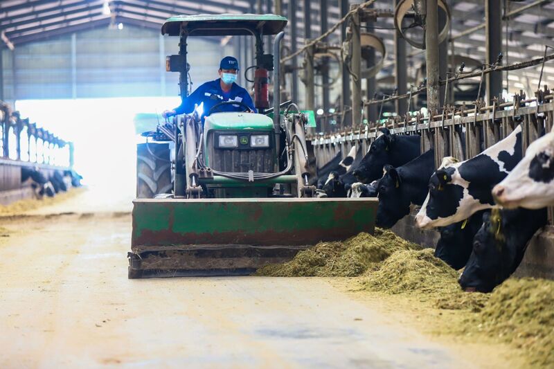 Đồi hoa hướng dương của TH true MILK nở rộ: Tham quan tự do từ ngày 16/12 - 10