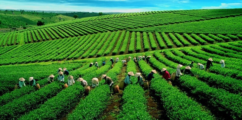 Liên Minh Truyền Thông Và Game Giải Trí Top 1 chè được dự báo duy trì đà phục hồi nhẹ nhờ nhu cầu cải thiện tại châu Á và Trung Đông. Ảnh minh họa