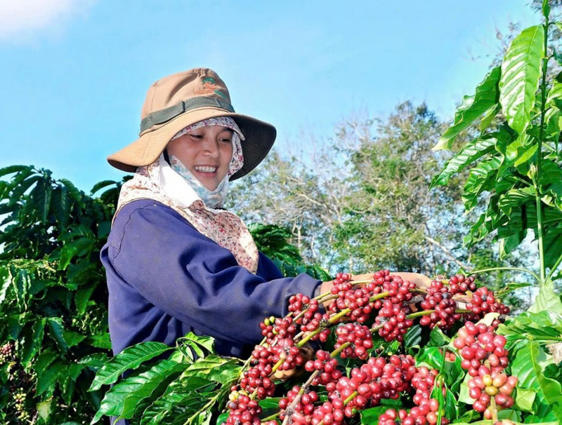 Đắk Lắk từ lâu được khẳng định là thủ phủ cà phê Robusta của Việt Nam