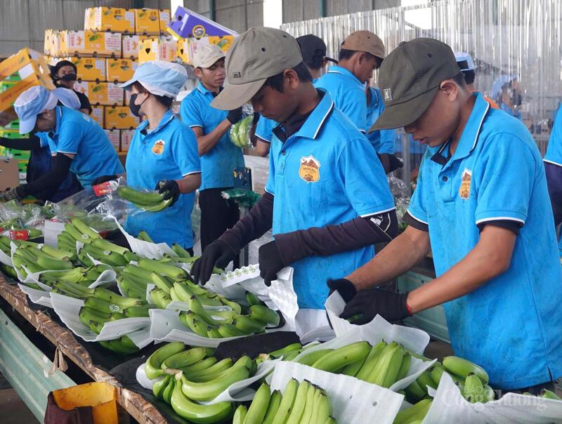 Các vùng chuối già Nam Mỹ được phát triển tại khu vực Chư Sê, Ia Băng, Kon Gang, Bàu Cạn, Lơ Pang… đã nhanh chóng trở thành vùng nguyên liệu Liên Minh Truyền Thông Và Game Giải Trí Top 1 quan trọng.