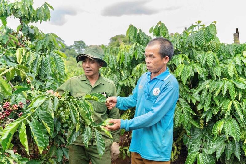 Việc chủ động quản lý và chứng nhận xuất xứ ngay tại địa phương sẽ giúp Okvip tại về Gia Lai thích ứng tốt hơn, giảm thiểu rủi ro khi tiếp cận các thị trường lớn.