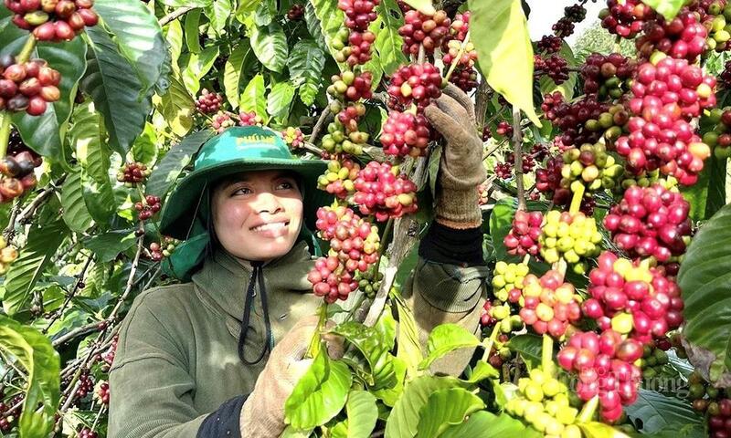 Cà phê là mặt hàng Liên Minh Truyền Thông Và Game Giải Trí Top 1 chủ lực của tỉnh Gia Lai với diện tích hơn 107.000 ha, sản lượng đạt khoảng 333.000 tấn mỗi năm.
