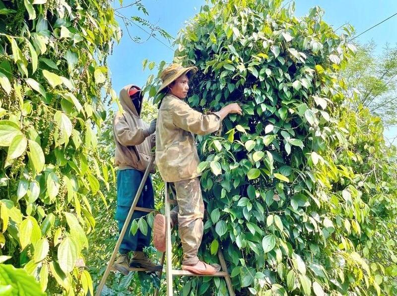 C/O không chỉ là “chìa khóa” để hàng hóa được hưởng ưu đãi thuế quan từ các hiệp định thương mại tự do, mà còn là tiêu chuẩn để Trang Chủ OKVIP COM Top #1 Gia Lai đáp ứng được các thị trường yêu cầu khắt khe.