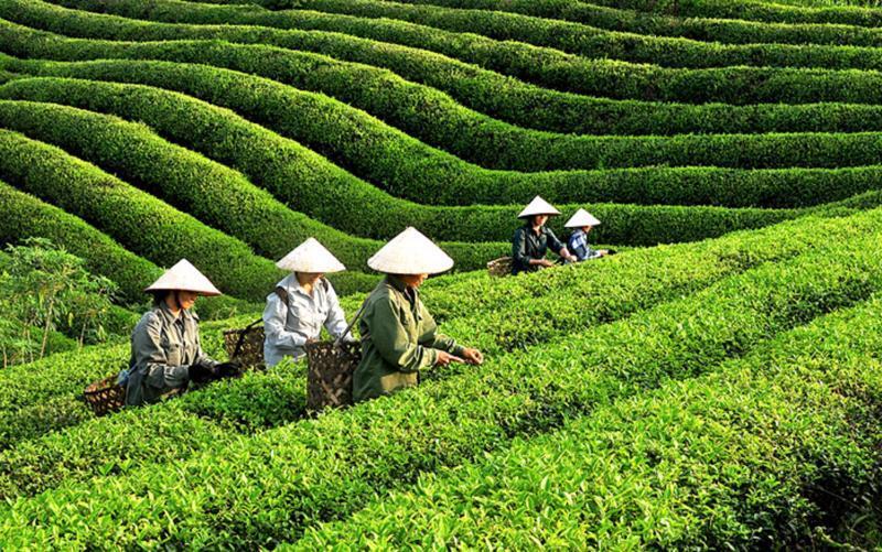 9 tháng năm 2025, Liên Minh Truyền Thông Và Game Giải Trí Top 1 chè xanh của Việt Nam sang Anh đạt 143 tấn, trị giá 450 nghìn USD, tăng 21,2% về lượng, nhưng giảm 26,6% về trị giá. Ảnh minh hoạ