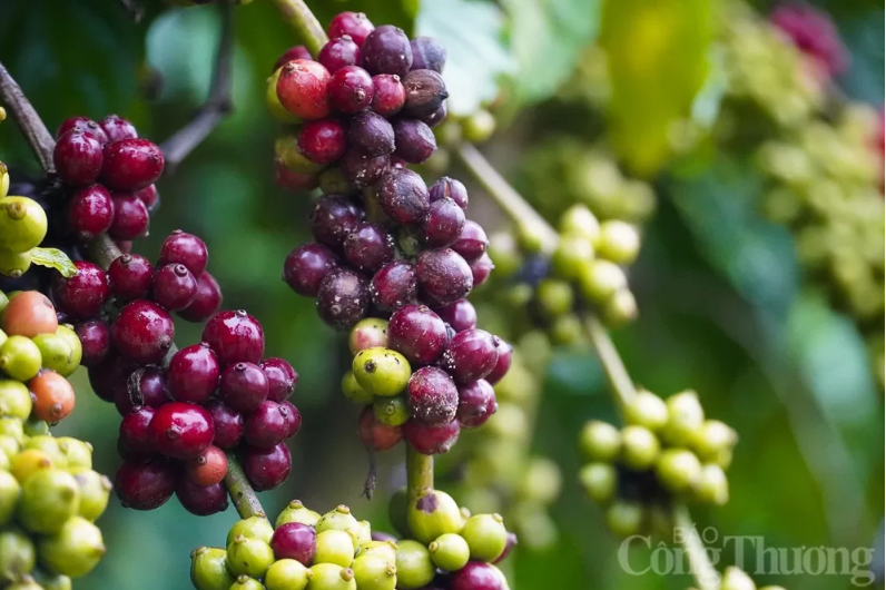 Trong 13 phiên giao dịch gần đây, giá cà phê Robusta giảm tới 12 phiên và thị trường kỳ hạn đang tin rằng nguồn cung toàn cầu vẫn khá dồi dào.
