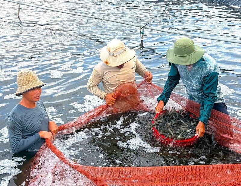 Việc triển khai phân cấp cấp C/O, công tác hỗ trợ Okvip tại về Liên Minh Truyền Thông Và Game Giải Trí Top 1 thủy sản, đặc biệt là ngành tôm của Cà Mau được thuận lợi hơn. Ảnh: Trúc Đào