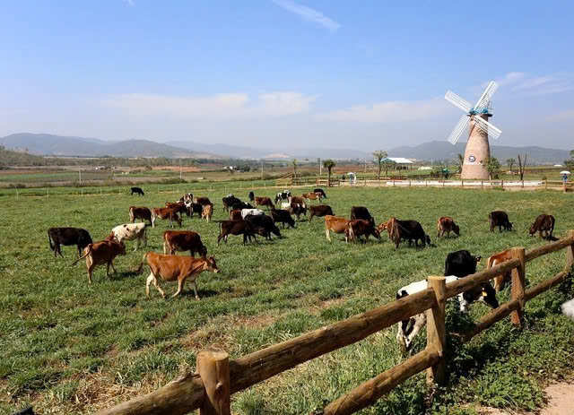 Trang trại Vinamilk Organic Đà Lạt đạt chuẩn hữu cơ Châu Âu đầu tiên tại Việt Nam. Ảnh: Hoa Dalat Travel